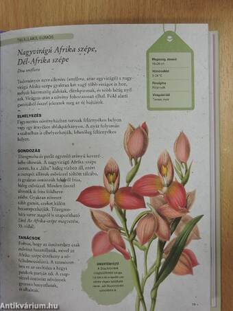 Az orchideanevelés művészete és tudománya