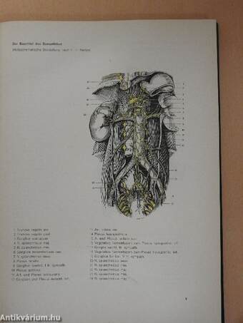 Funktionelle neurologische Diagnostik 4.