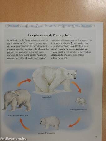 Les Ours Polaires