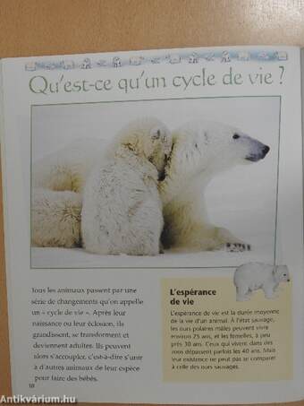 Les Ours Polaires