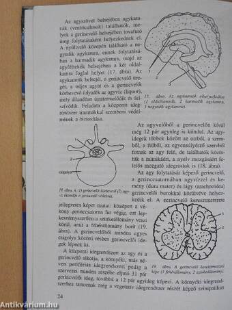 A család háziorvosa