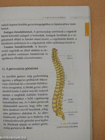 Gerincbetegek kézikönyve