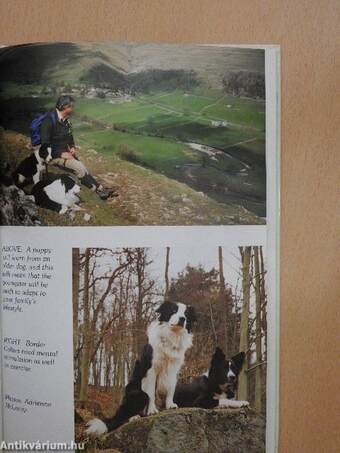 Pet Owner's Guide to the Border Collie