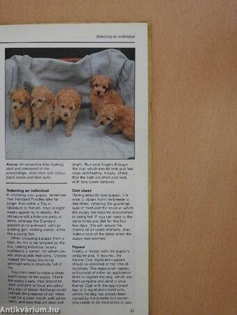 An Interpet Guide to Standard, Miniature & Toy Poodles 