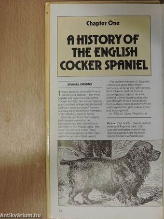 A dog owner's guide to American and English Cocker Spaniels