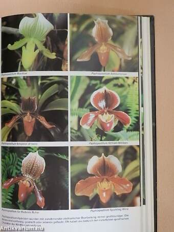 Orchideen und andere Exoten