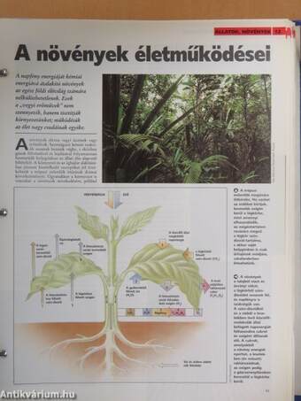 A Tudás Fája 1-8. (nem teljes sorozat)