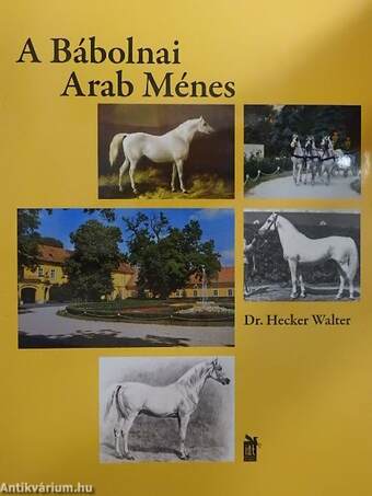 A Bábolnai Arab Ménes