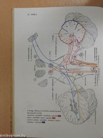 Neurológia, neuropszichológia