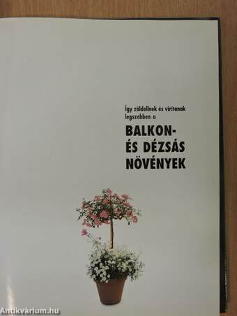 Így zöldellnek és virítanak legszebben a balkon- és dézsás növények