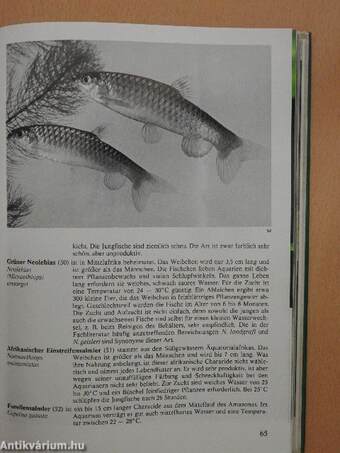 Bunte Welt der Aquarienfische