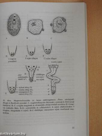 Növényi embriogenezis és differenciáció