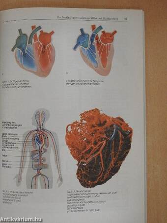 Linder Biologie 1