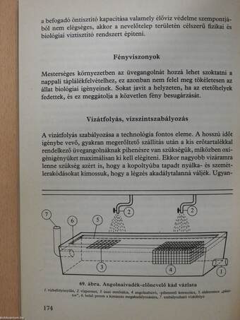 Az angolna (dedikált példány)