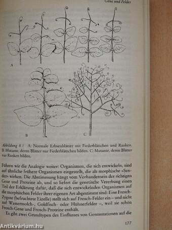 Das Gedächtnis der Natur