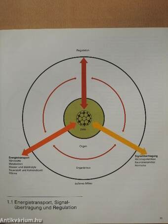 Physiologie der Atmung I