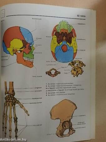 Biológiai album