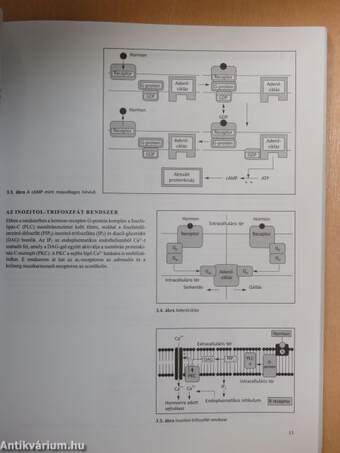 Rövid endokrinológia