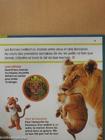 Le lion