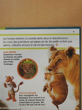 Le lion