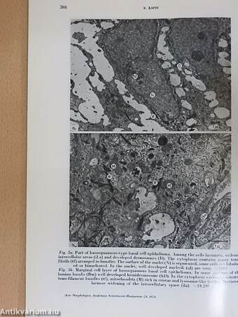 Acta Morphologica Academiae Scientiarum Hungaricae