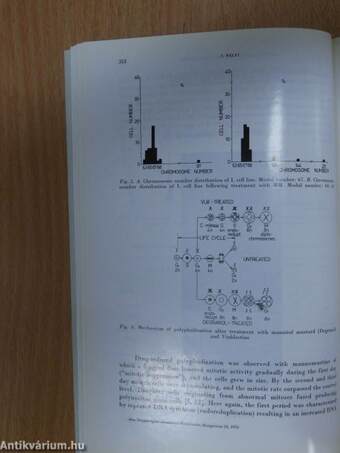 Acta Morphologica Academiae Scientiarum Hungaricae