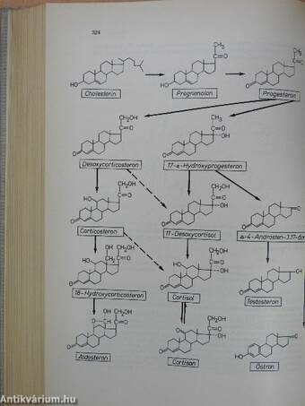 Medizinische Biochemie