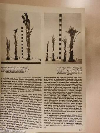 Természet és társadalom/Atom 1954-1956 (vegyes számok) (21 db)