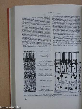 Orvosi élettan 2. (töredék)