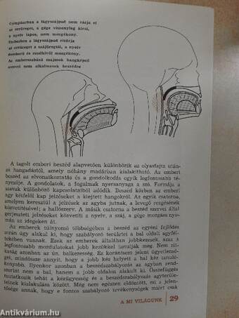 Hogyan lett ember az ősember?