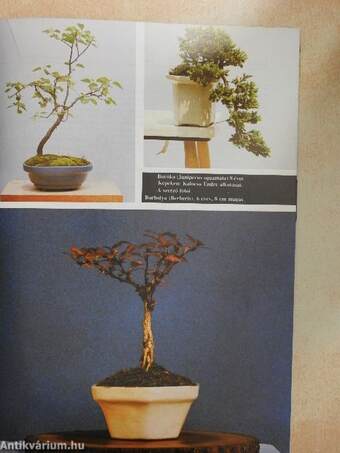 Bonsai Magazin 1988. nyár