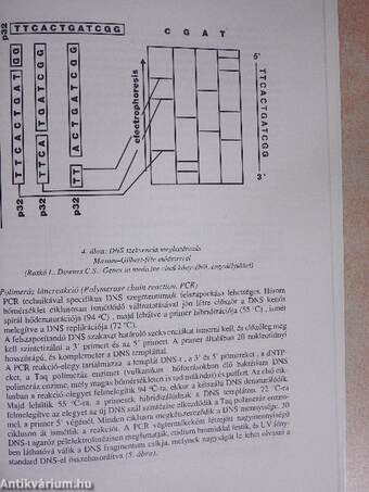 Fejezetek a klinikai neurológiából