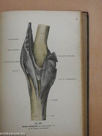 Rauber's Lehrbuch der Anatomie des Menschen Abteilung 2. (töredék)