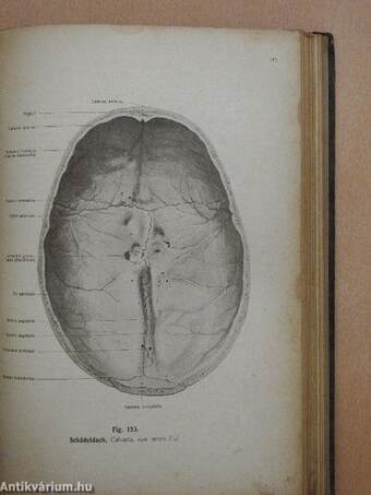 Rauber's Lehrbuch der Anatomie des Menschen Abteilung 2. (töredék)