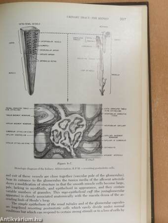 Clinical Radiation Pathology I. (töredék)