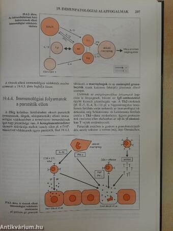 Az immunológia élettani és molekuláris alapjai