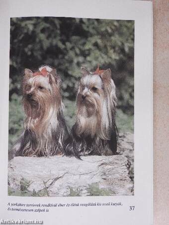 Yorkshire terrier