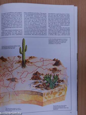 The Illustrated Encyclopedia of Succulents