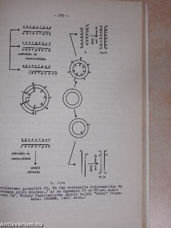 A genetika biokémiai problémái II. (töredék)