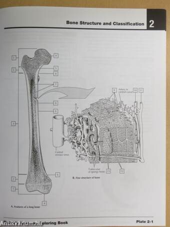 Netter's Anatomy Coloring Book