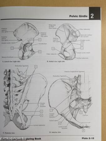 Netter's Anatomy Coloring Book