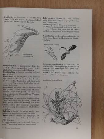 Zimmerpflanzen von heute und morgen: Bromeliaceen