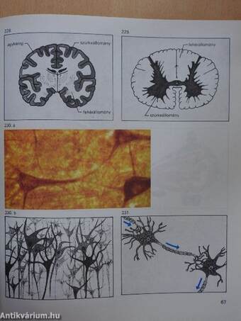 Biológiai album II.