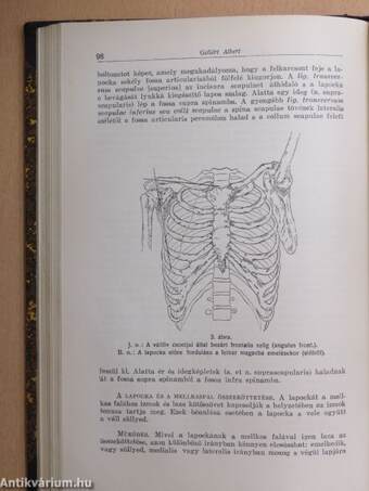 Rendszeres bonctan I-II.