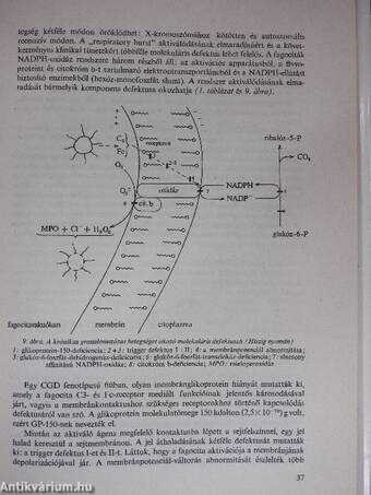 Szabadgyök-reakciók jelentősége az orvostudományban