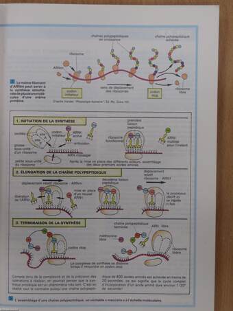 Biologie - Terminale D