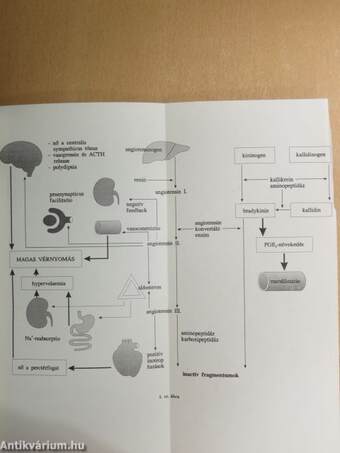 Az angiotensin-konvertáló enzim (ACE)-gátlók és klinikai alkalmazásuk