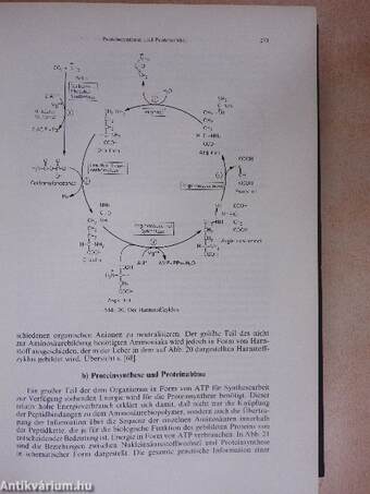 Handbuch der Inneren Medizin VII.2A