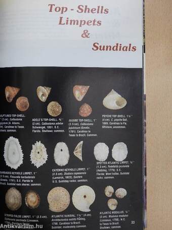 Collectible Florida Shells