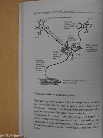 Az agy csodálatos öngyógyító képessége